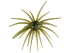 Hag's Prickly Pear 19mm Creature Bait