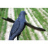 Mojo Outdoors Decoy, Crow