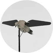 Dove Decoys