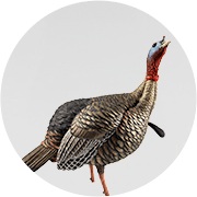 Turkey Decoys