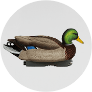 Duck Decoys