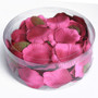 Satin Rose Petals Fuchsia