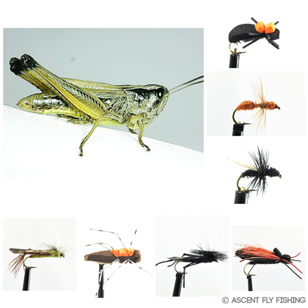 Terrestrial Insect Selection - Ascent Fly Fishing