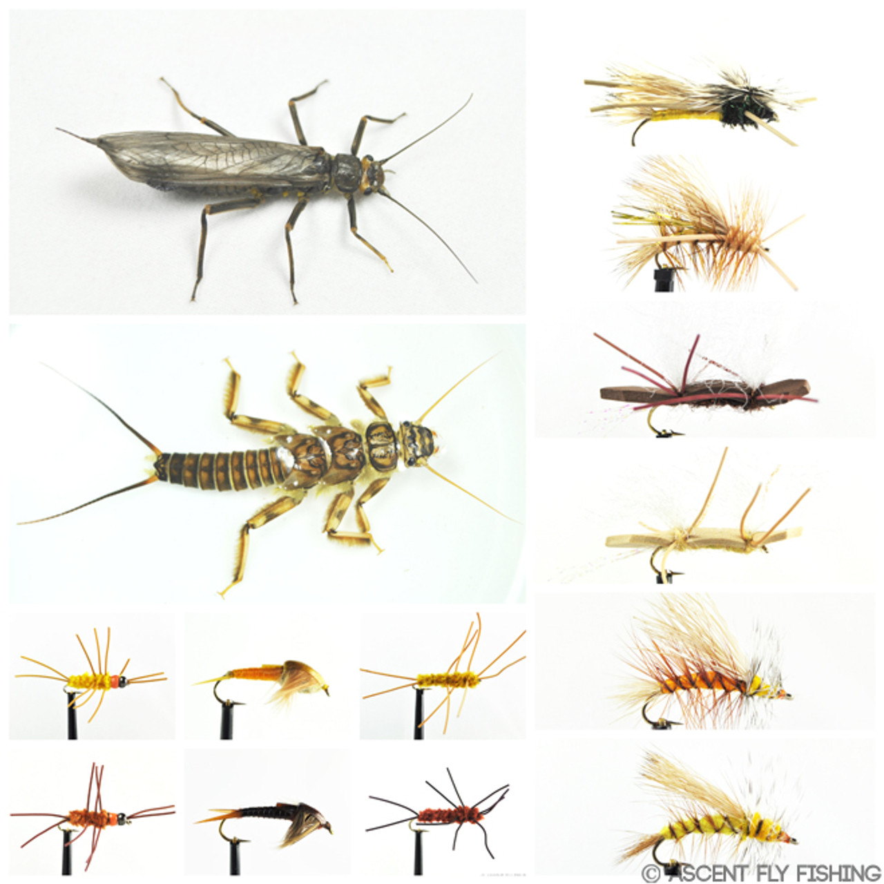 Golden Stonefly Selection - Ascent Fly Fishing