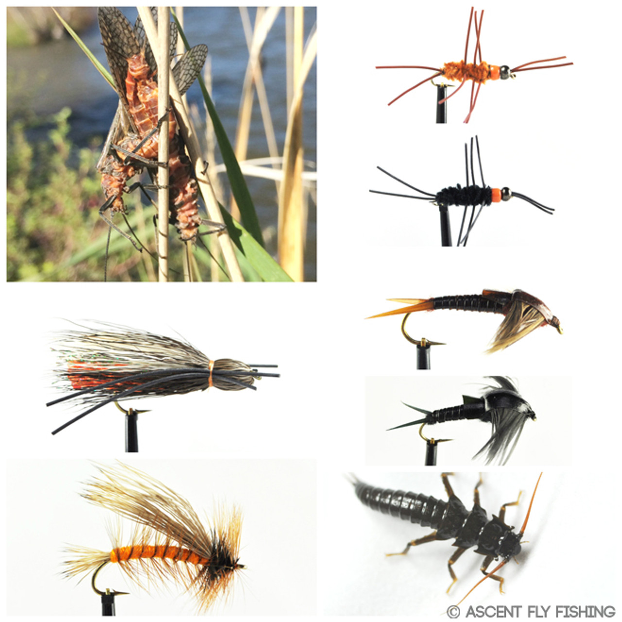 Salmonfly Selection - Ascent Fly Fishing