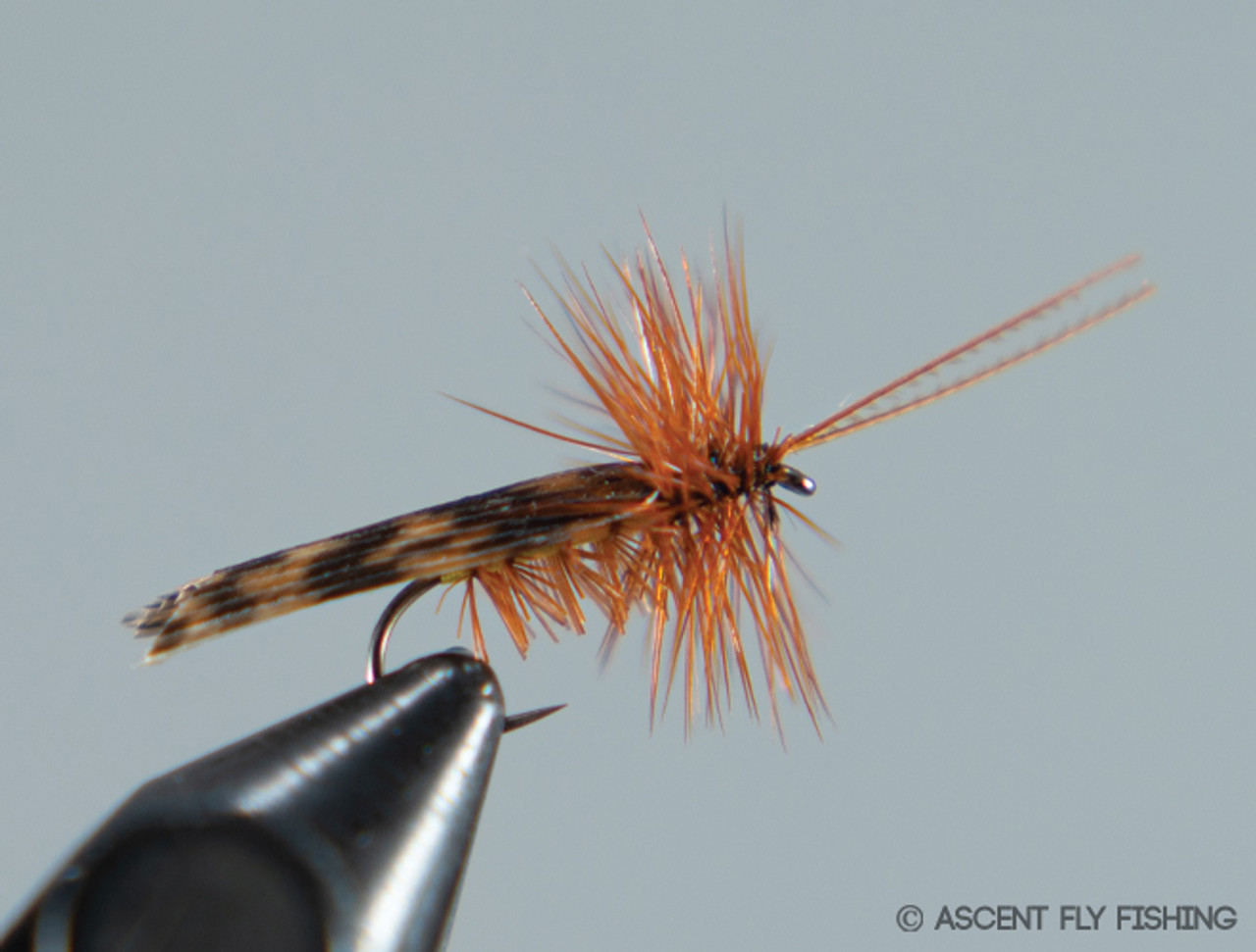 Tent Wing Caddis - Ascent Fly Fishing