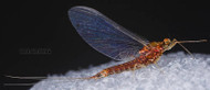 The Unsung Heros of Spring Hatches - The Dark Hendrickson & Sulphur Mayflies