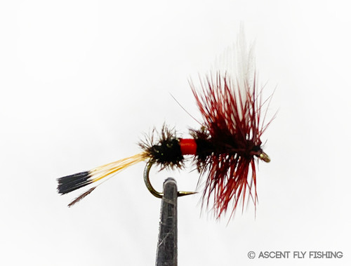 Royal Wulff - Ascent Fly Fishing