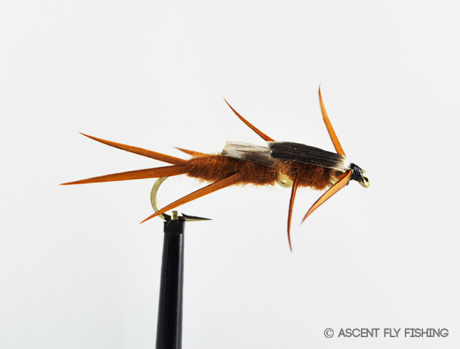 Double Beadhead Stonefly Nymph - Ascent Fly Fishing