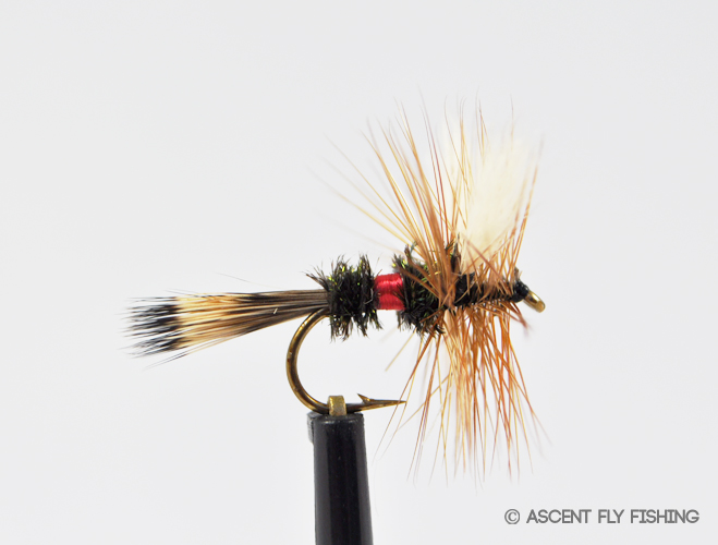 Royal Wulff - Ascent Fly Fishing