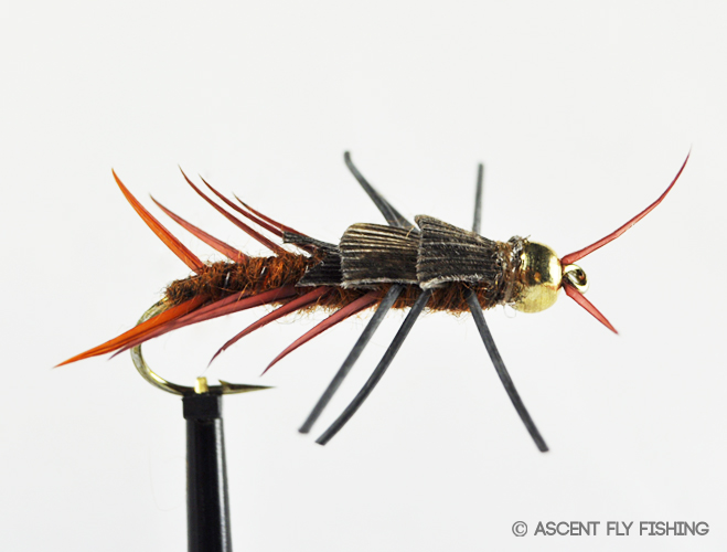 Beadhead Hellgrammite - Ascent Fly Fishing