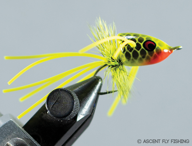 Walt's Small Popper - Ascent Fly Fishing