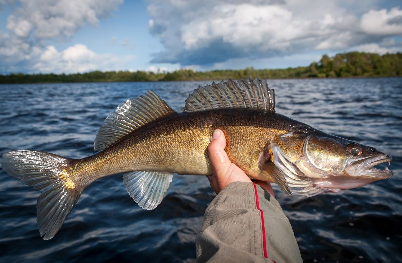 What is the Best Bait for Walleye Fishing? - invasionjigs