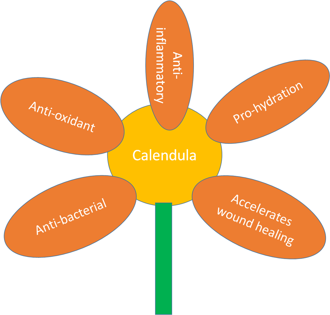 The Benefits of Calendula Officinalis on Protecting the Skin from the Harmful Effects of Radiation
