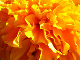 Calendula Benefits: A Plant with Skin Care Benefits Calendula Benefits: A Plant with Skin Care Benefits