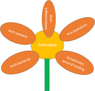 Benefits of Calendula Officinalis & Radiation Therapy