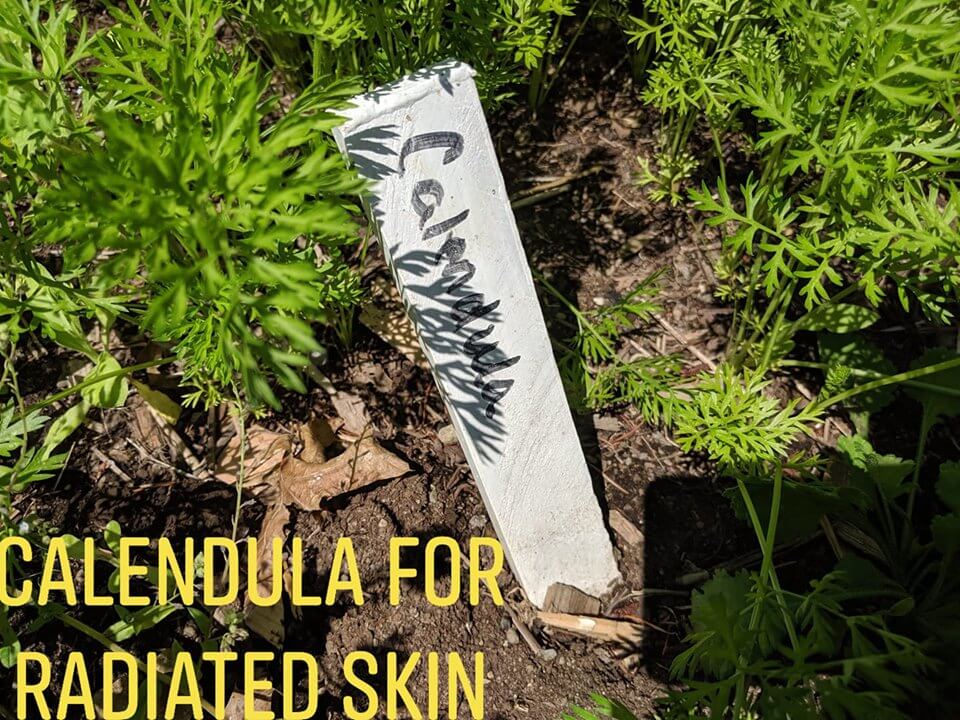 calendula-stick.jpg