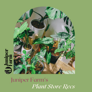 Juniper Farm's Small Biz Shoutout for Plant Shopping