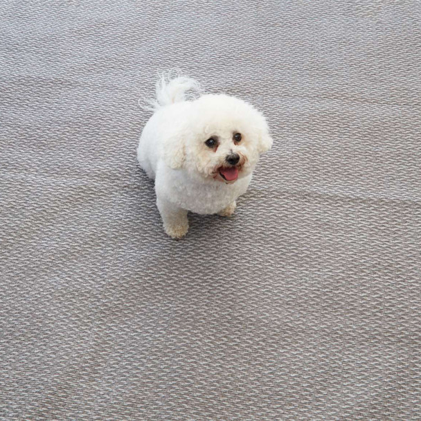 Isabella Edge Carpet - 2.5 m x 3.7 m