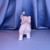Grey Ceramic Elephant Figurine w/Comp Box.