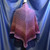 Celestine Shawl by Mumsie of Stratford.