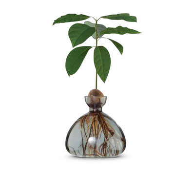 Avocado Vase-Smoke Grey