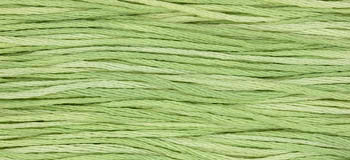 Wasabi / W-016.