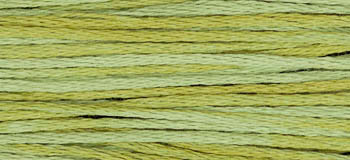 Scuppernong / W-143.