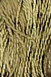 Broom Tree - Pearl Cotton / W5-052.