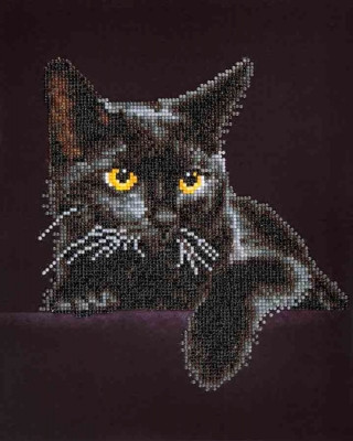 Midnight Cat / NADD51