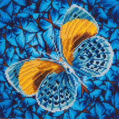 Flutter by Gold / NADD516