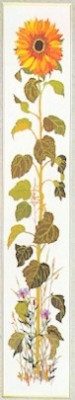 Sunflower / 77083095 WI