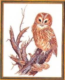 Owl / 7712677 WI