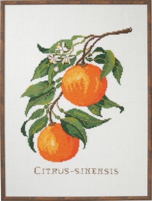 Citrus - Sinensis (Oranges) / 7714017 WI