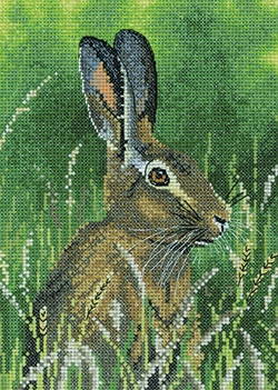 Hare - Nigel Artingstall Wildlife / HCK1509A