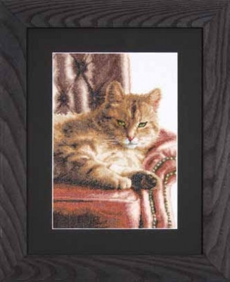 Relaxed Tabby / PN146177