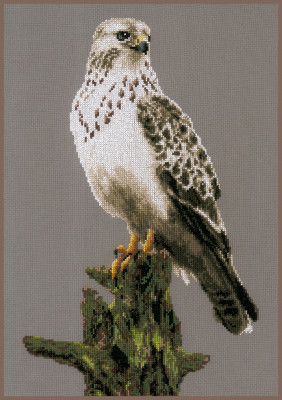 Falcon / PN172743