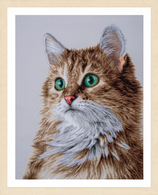 Purrfect Stare / PN203542