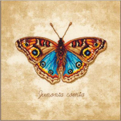 Junonia coenia / PN222203