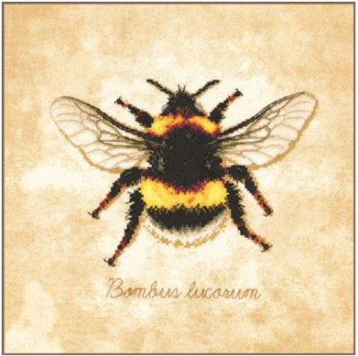 Bombus lucorum / PN222208