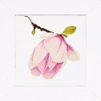Magnolia Bud / PN8161