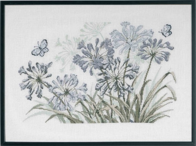 Grey Agapanthus / 700450 WI