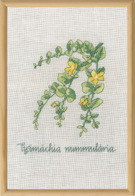 Lysimachia / 701831 WI