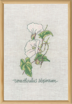 Calystegia / 701832 WI