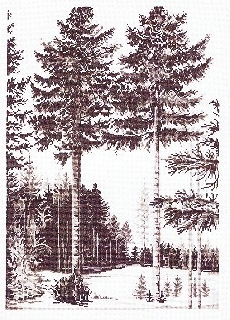 Trees / 703127 WI