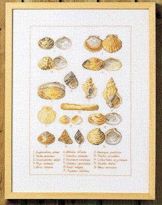 Seashells / 706400 WI