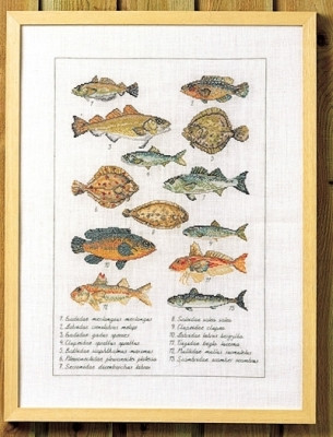 Fish / 706408 WI