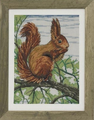 Squirrel / 903333 WI