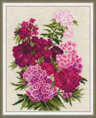 Sweet William / RL1463