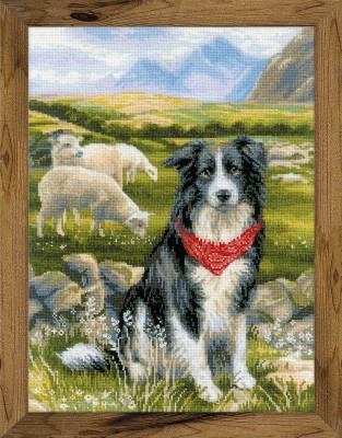 Border Collie / RL1767